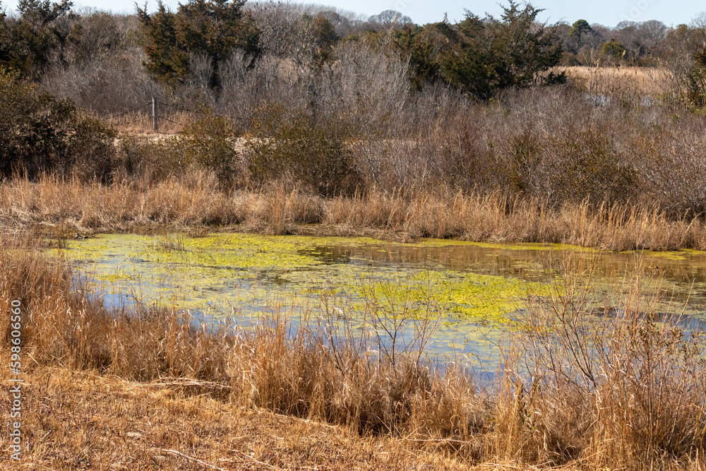 This pond along the trail in the nature preserve almost looked like a swamp. The green algae is growing all over on top. The tall grass all around is a pretty brown that looks like the Fall season. This pond along the trail in the nature preserve almost looked like a swamp. The green algae is growing all over on top. The tall grass all around is a pretty brown that looks like the Fall season.
