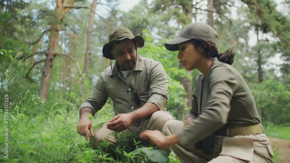 Full shot of two multiethnic nature park rangers in khaki shirts and pants crouching in middle of forest clearing, inspecting wild green plants and herbs, and discussing rare species protection