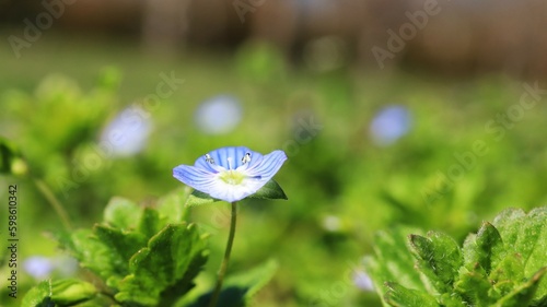 blue flower on a green grass background closeup