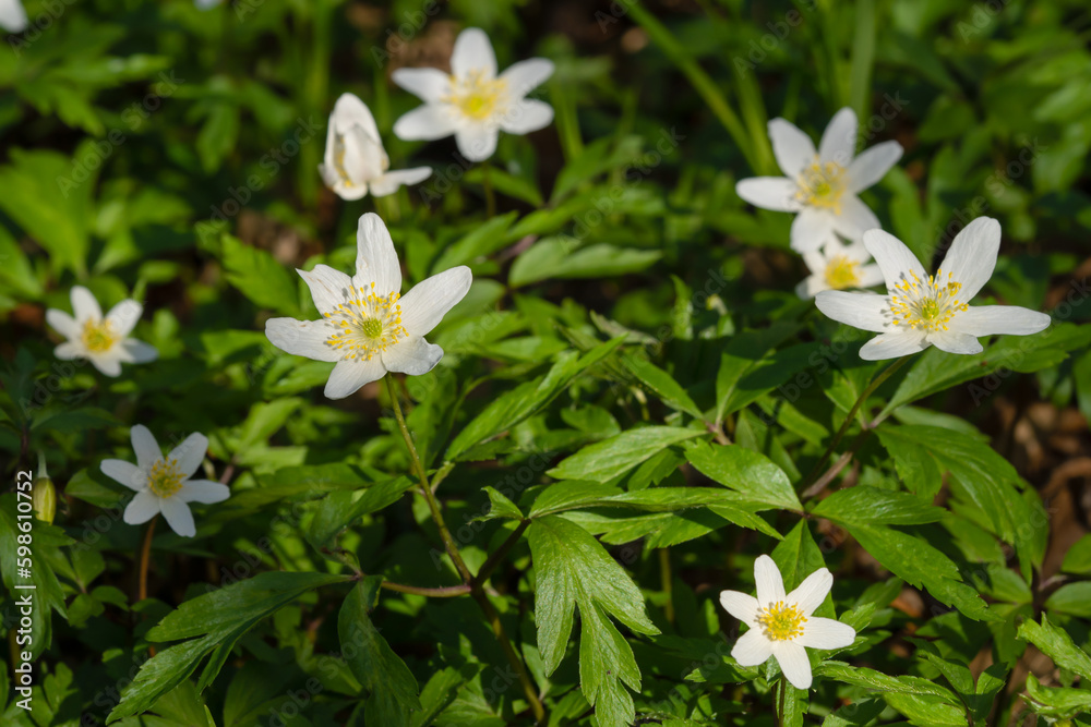 Spring awakening of flowers and vegetation in the forest on background of the sunset shine, shallow depth of field. Spring awakening of flowers and vegetation in the forest on background of the sunset shine, shallow depth of field.
