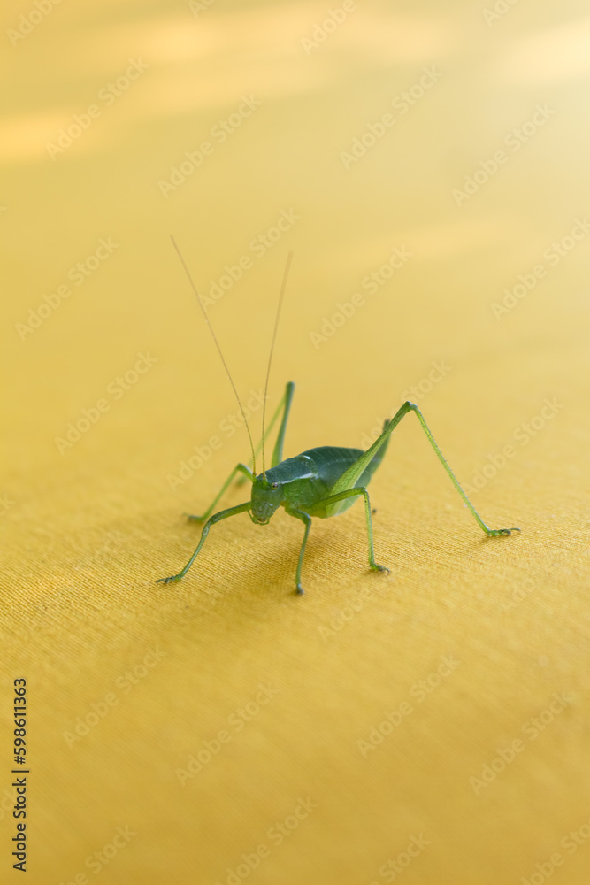 green grasshopper on yellow fabric.. green grasshopper on yellow fabric..