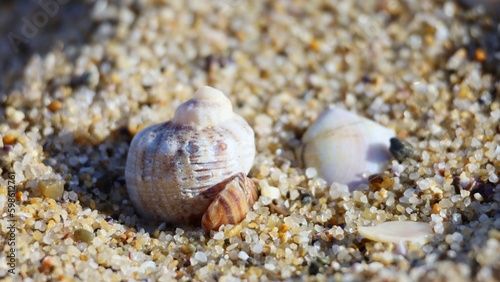 shells on the beach closeup