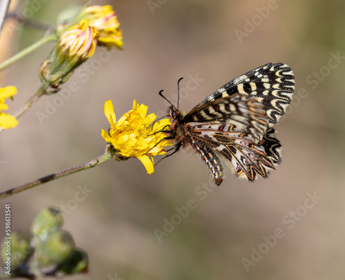 Macrophotographie d'un papillon - Proserpine - Zerynthia rumina