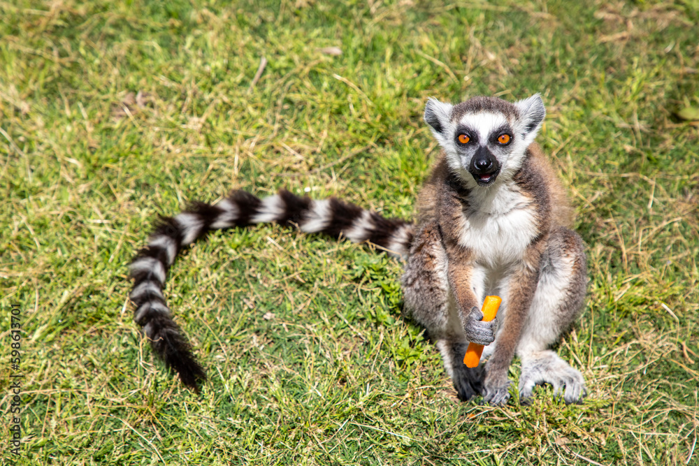 Cute Lemur is eating carrot. Farma of Rhodes - Petting Zoo