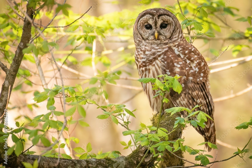 Barred Owl from Hays Nature Preserve Barred Owl from Hays Nature Preserve
