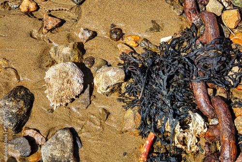 shells on the beach