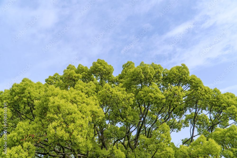 空 青空と雲と森林 空 青空と雲と森林