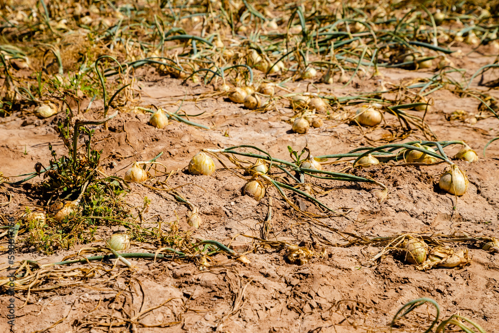 onion plantation, onions buried in the ground onion plantation, onions buried in the ground