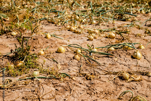onion plantation, onions buried in the ground © Elizabeth