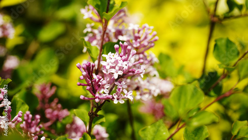 Wallpaper Mural Miss Kim Lilac, seductive beauty Torontodigital.ca