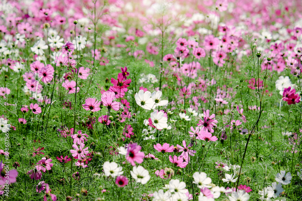 Pink cosmos flower blooming in the field, beautiful vivid natural summer garden outdoor park image, purple cosmos flower blooming in green background with warm sun light.