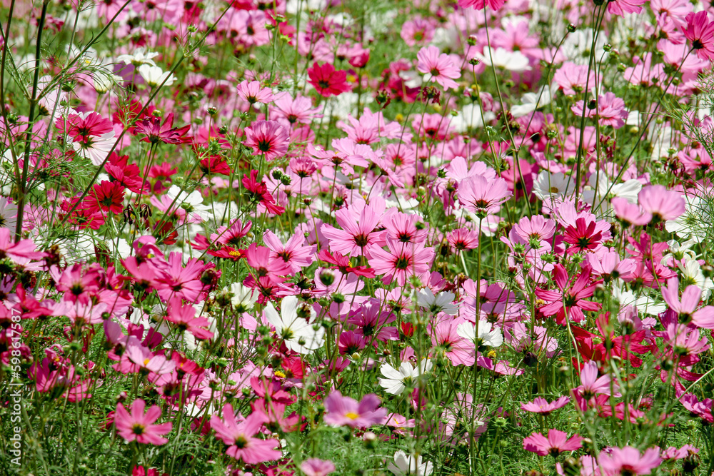 Fototapeta premium Pink cosmos flower blooming in the field, beautiful vivid natural summer garden outdoor park image, purple cosmos flower blooming in green background with warm sun light.