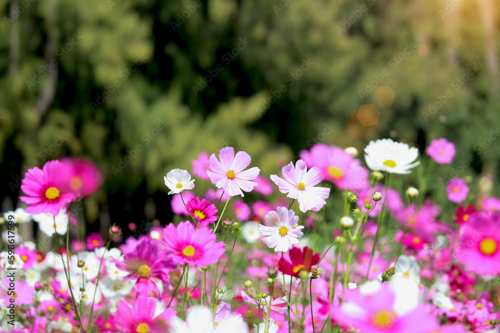 Pink cosmos flower blooming in the field, beautiful vivid natural summer garden outdoor park image, purple cosmos flower blooming in green background with warm sun light. Pink cosmos flower blooming in the field, beautiful vivid natural summer garden outdoor park image, purple cosmos flower blooming in green background with warm sun light.