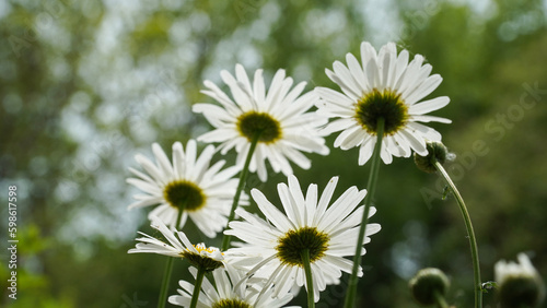 the pure spring of daisy flowers.