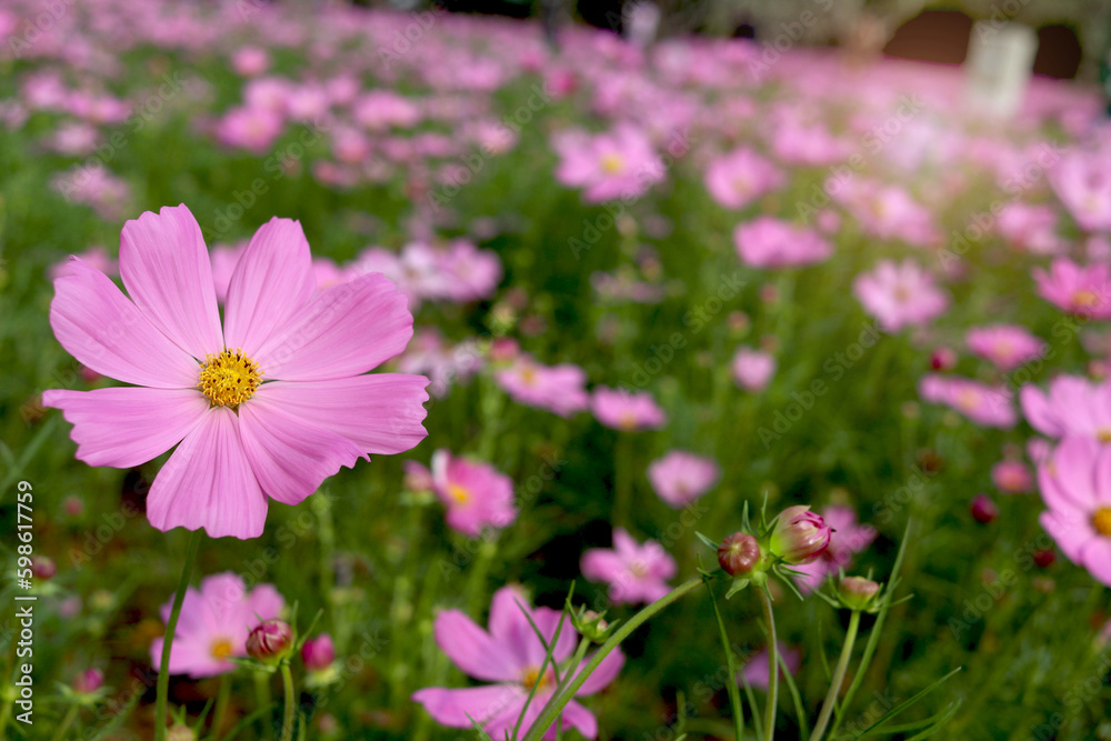 Sweet pink cosmos flower blooming in the field, beautiful vivid natural summer garden outdoor park image, purple cosmos flower blooming in green background with warm sun light. Sweet pink cosmos flower blooming in the field, beautiful vivid natural summer garden outdoor park image, purple cosmos flower blooming in green background with warm sun light.