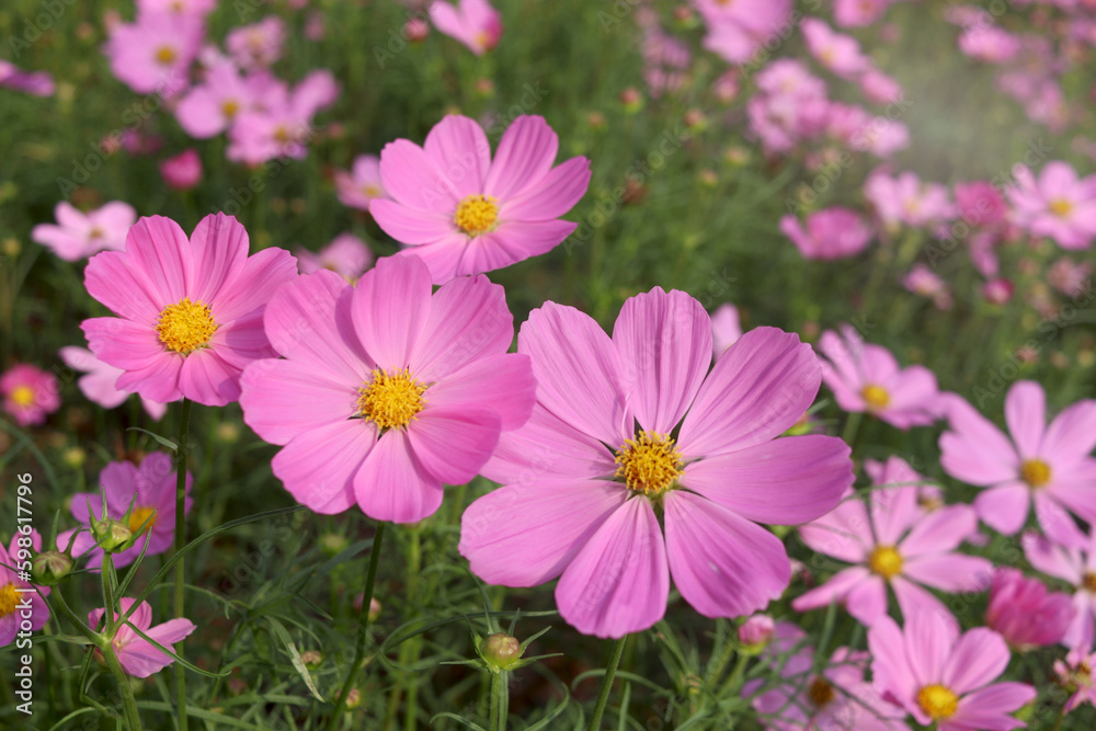 Sweet pink cosmos flower blooming in the field, beautiful vivid natural summer garden outdoor park image, purple cosmos flower blooming in green background with warm sun light.
