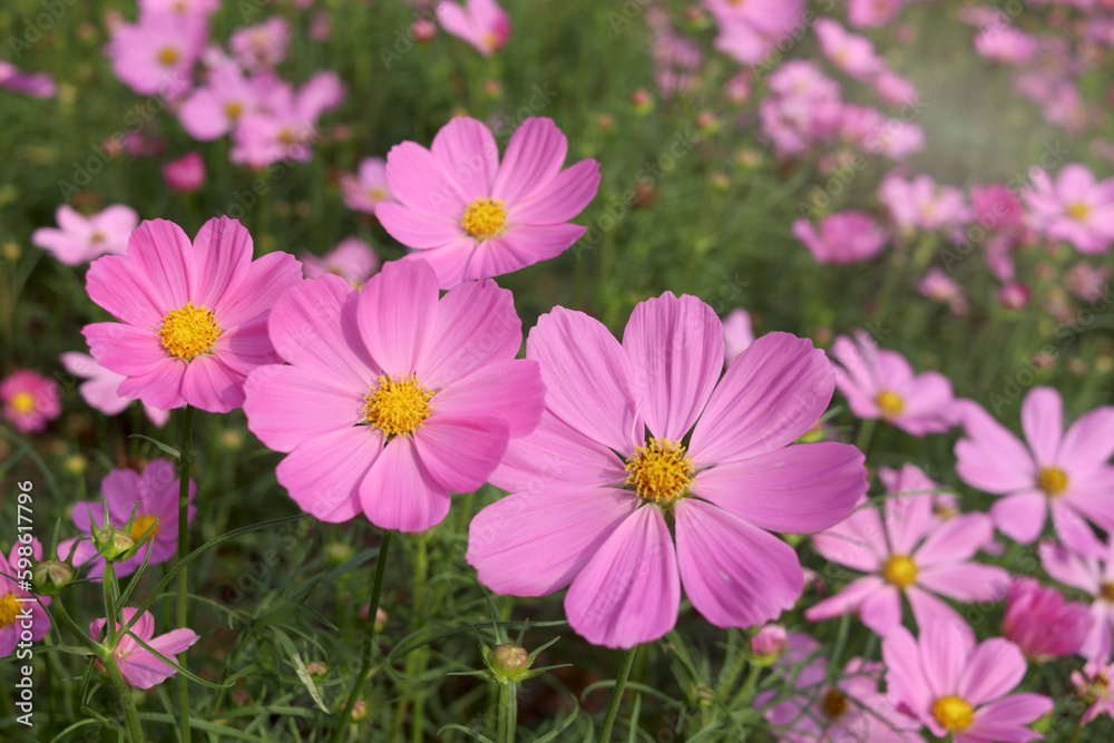 Sweet pink cosmos flower blooming in the field, beautiful vivid natural summer garden outdoor park image, purple cosmos flower blooming in green background with warm sun light. Sweet pink cosmos flower blooming in the field, beautiful vivid natural summer garden outdoor park image, purple cosmos flower blooming in green background with warm sun light.