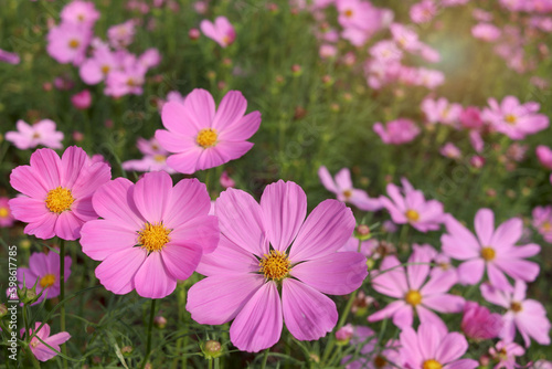 Sweet pink cosmos flower blooming in the field, beautiful vivid natural summer garden outdoor park image, purple cosmos flower blooming in green background with warm sun light.