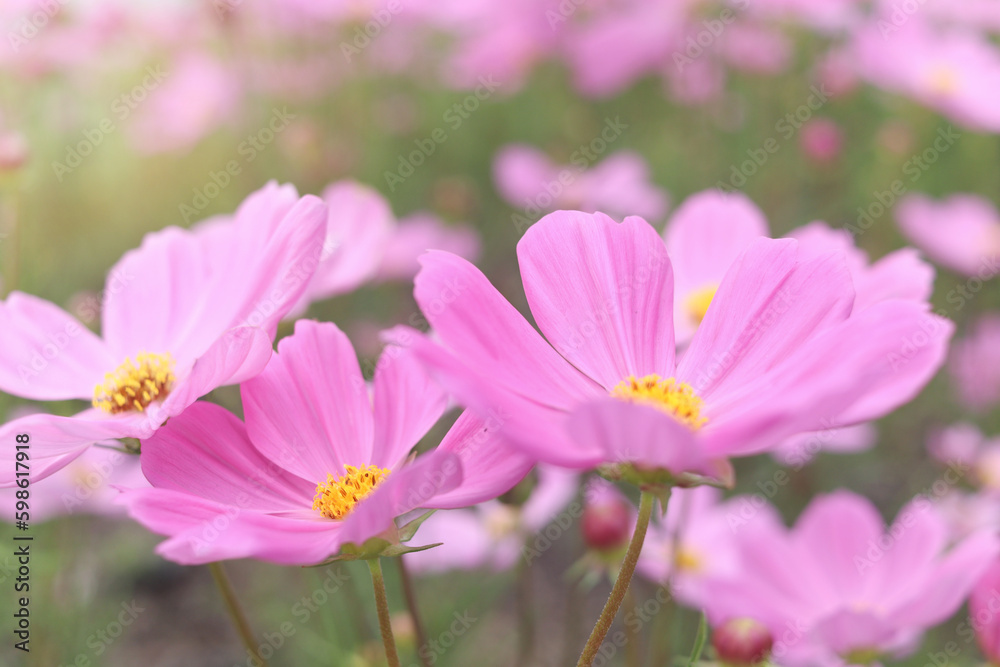 Sweet pink cosmos flower blooming in the field, beautiful vivid natural summer garden outdoor park image, purple cosmos flower blooming in green background with warm sun light. Sweet pink cosmos flower blooming in the field, beautiful vivid natural summer garden outdoor park image, purple cosmos flower blooming in green background with warm sun light.
