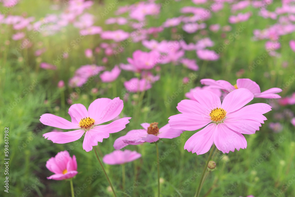 Sweet pink cosmos flower blooming in the field, beautiful vivid natural summer garden outdoor park image, purple cosmos flower blooming in green background with warm sun light. Sweet pink cosmos flower blooming in the field, beautiful vivid natural summer garden outdoor park image, purple cosmos flower blooming in green background with warm sun light.