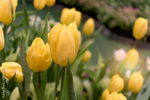Yellow tulip flower blooming in the spring garden  soft selective focus