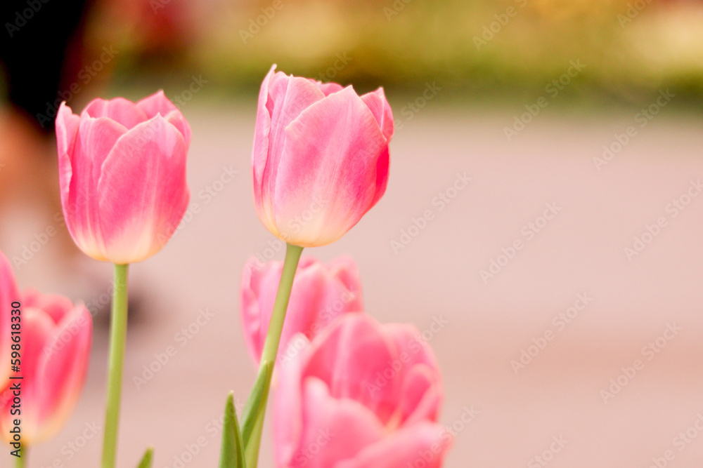 Sweet pink tulip flower blooming in the spring natural garden, soft selective focus, tulip flower garden blooming in spring season Sweet pink tulip flower blooming in the spring natural garden, soft selective focus, tulip flower garden blooming in spring season