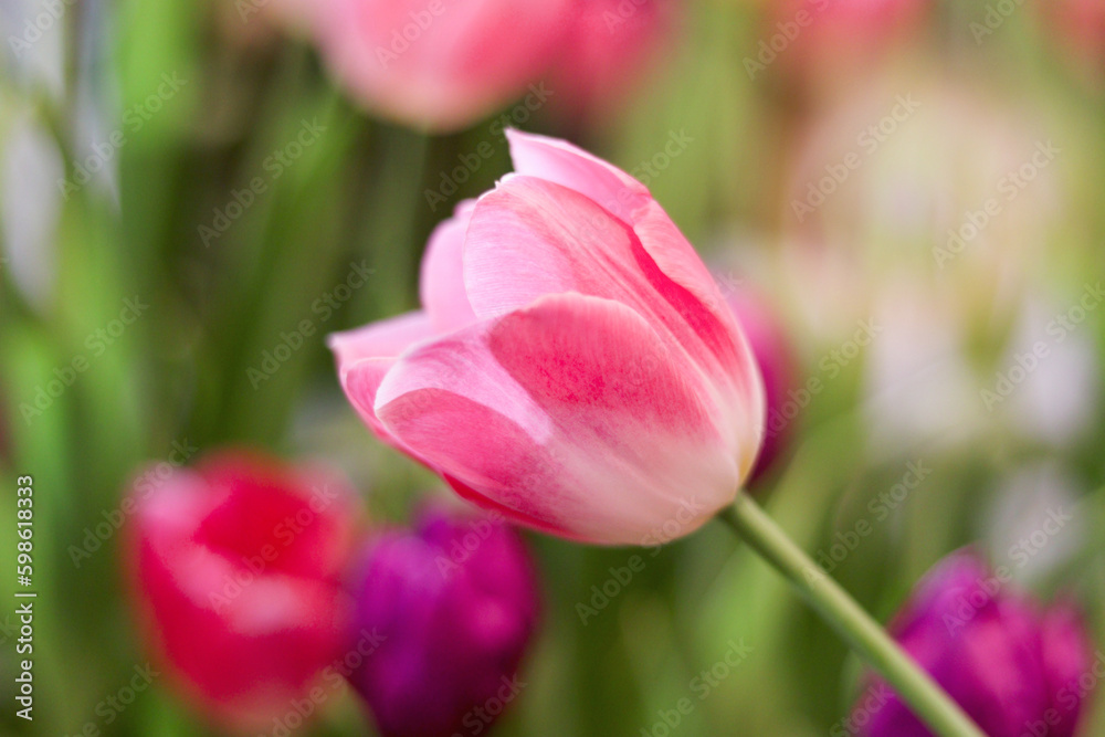 Sweet pink tulip flower blooming in the spring natural garden, soft selective focus, tulip flower garden blooming in spring season