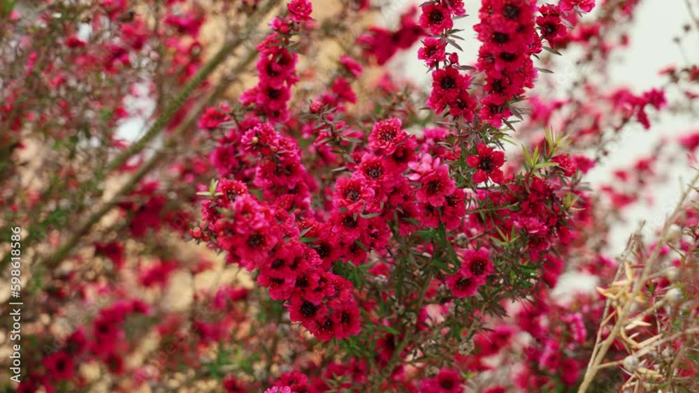 Beautiful red manuka tree flowers in bloom. Leptospermum scoparium Beautiful red manuka tree flowers in bloom. Leptospermum scoparium