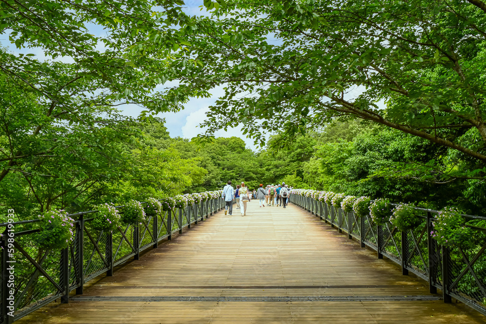 Obraz premium 緑に包まれた川にかかる大きな橋