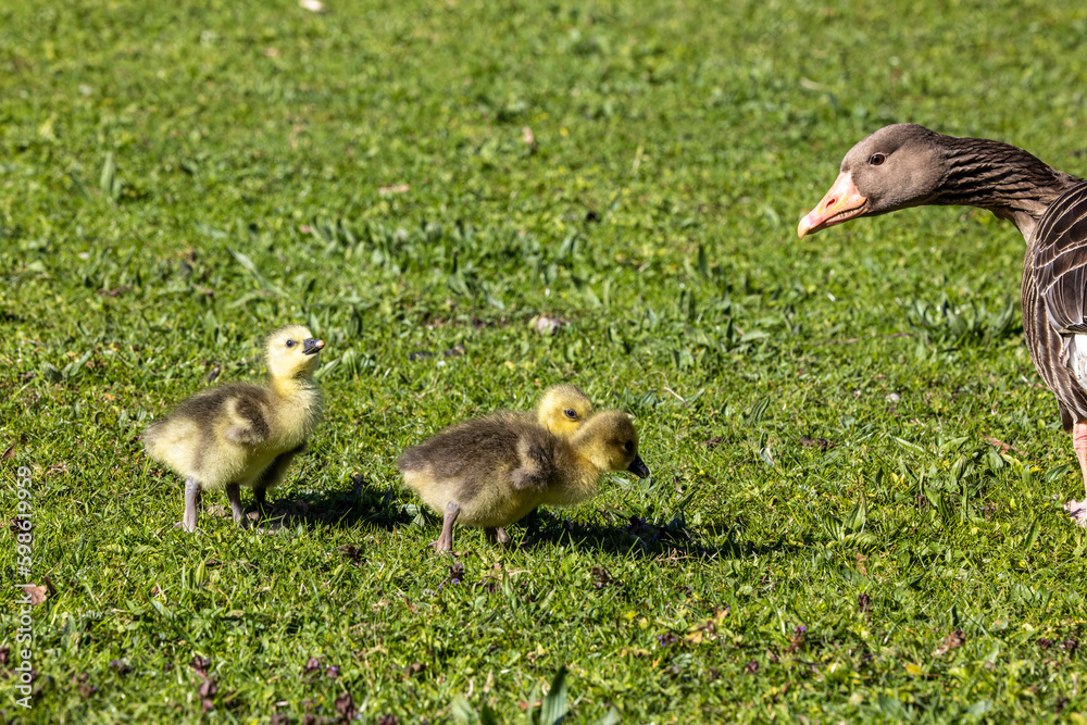 Beautiful yellow fluffy greylag goose baby gosling in spring, Anser anser Beautiful yellow fluffy greylag goose baby gosling in spring, Anser anser