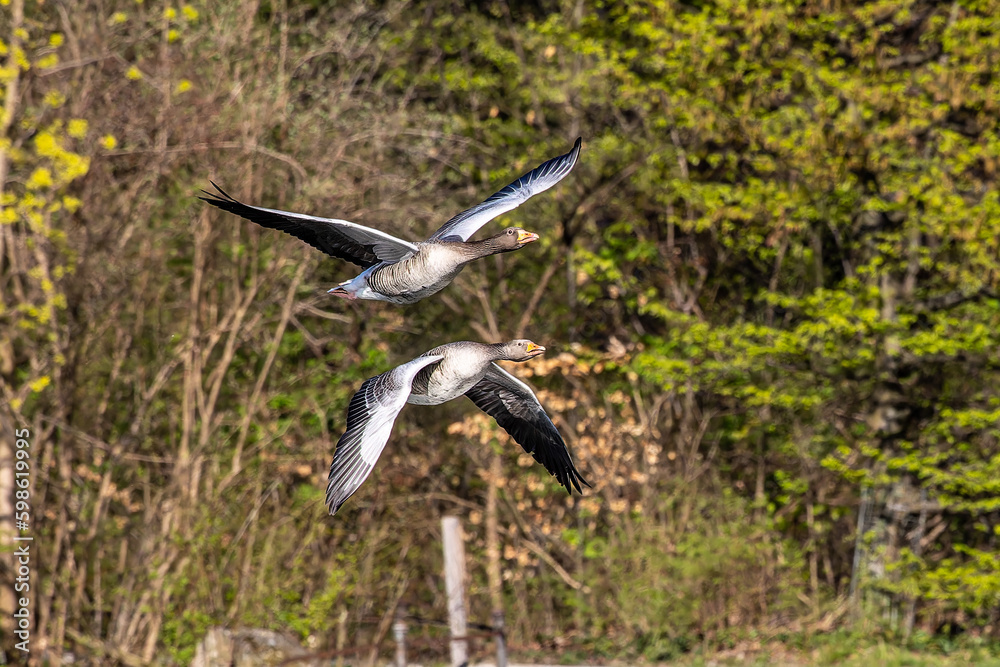 The flying greylag goose, Anser anser is a species of large goose The flying greylag goose, Anser anser is a species of large goose