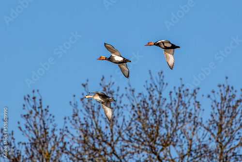 Red-crested Pochard, Netta rufina flying over a lake at Munich, Germany photo
