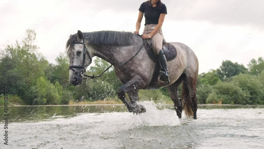 Gray horse standing in the river and stomping front leg, raising and