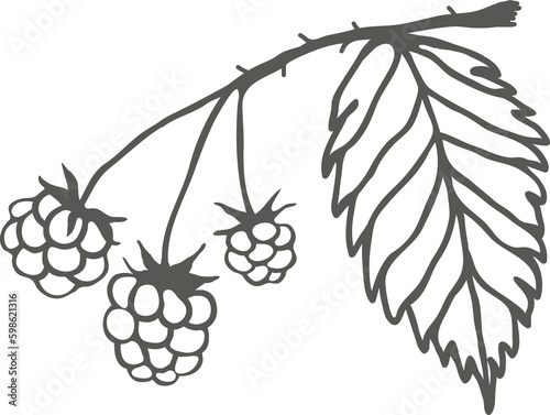 Raspberry branch silhouette with berries and leaf, sketch drawing with black outline
