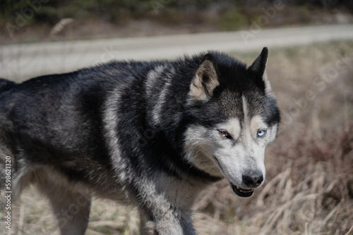 Husky dog       with multi-colored eyes walks in the forest.