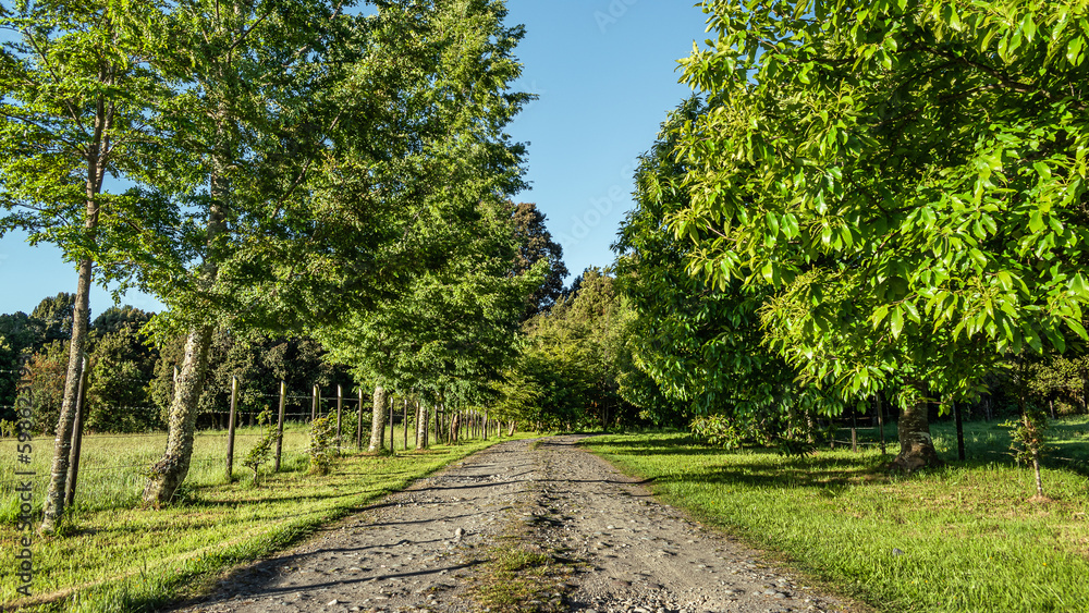 path in the park