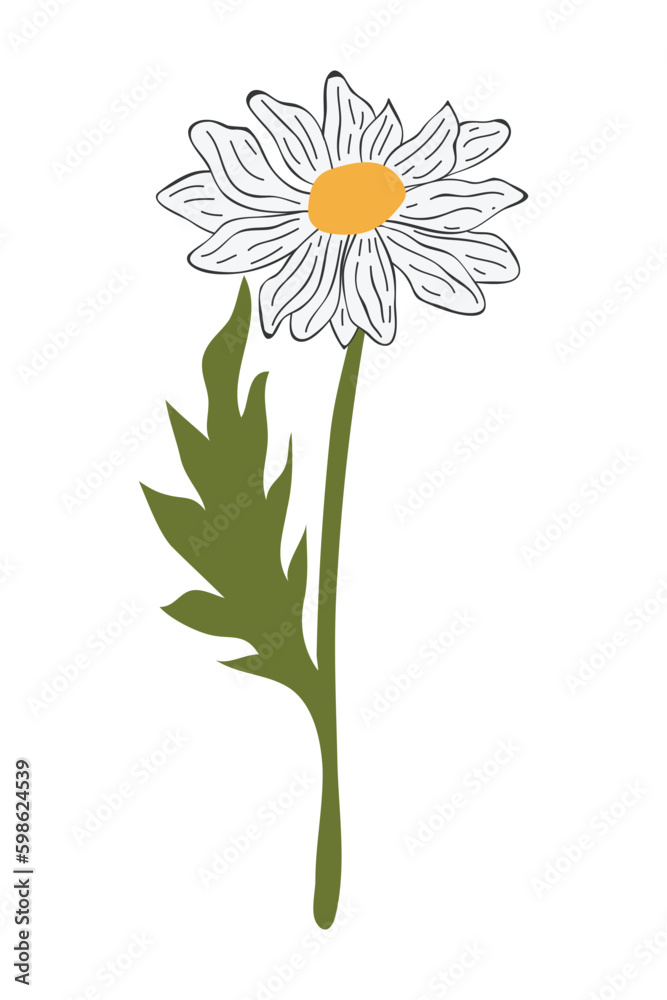 Hand Drawn Daisy Flower Cartoon Illustration. A simple flower on white background. Vector illustration. Hand Drawn Daisy Flower Cartoon Illustration. A simple flower on white background. Vector illustration.
