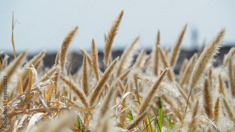 Fototapeta premium OLYMPUS DIGITAL CAMERA