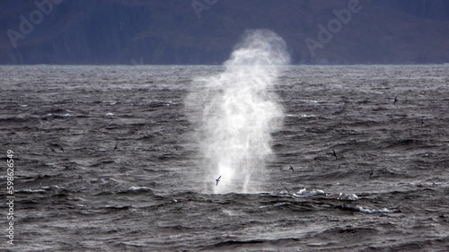 Fin whale (Balaenoptera physalus) blowing at the surface, off Ocean Harbor, South Georgia Island