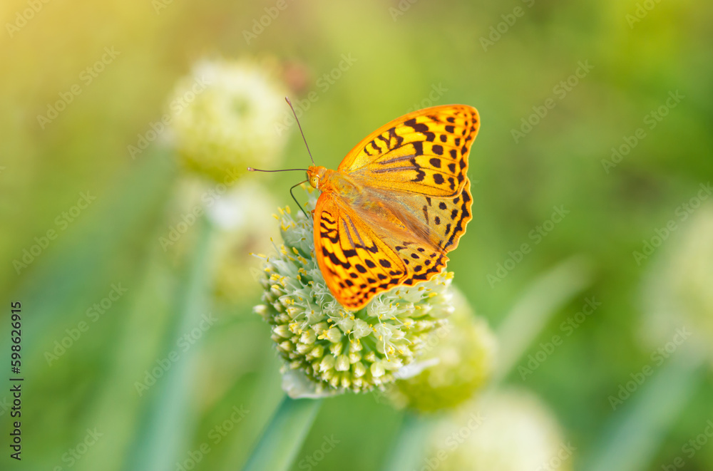 Orange butterfly (Argynnis paphia) drinks nectar from the onion blossom flower in garden