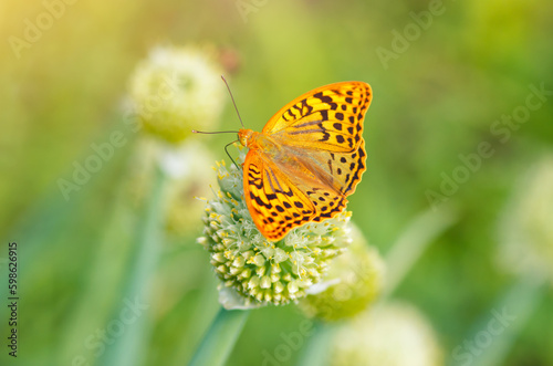 Orange butterfly (Argynnis paphia) drinks nectar from the onion blossom flower in garden © Mediagfx