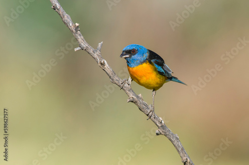 Blue and Yellow Tanager, Thraupis bonariensis, Calden Forest, La Pampa, Argentina © foto4440