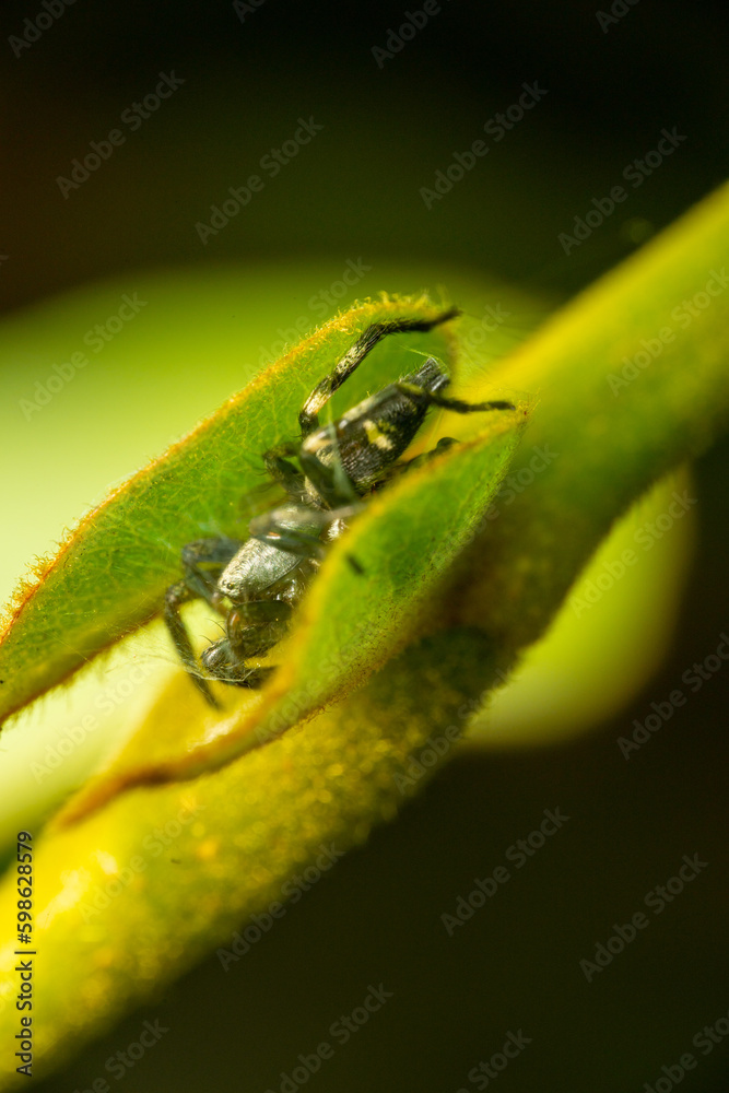 Naklejka premium Spider of a leaf