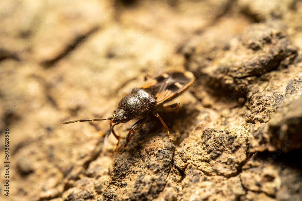 Amphibolus venator on the ground Amphibolus venator on the ground