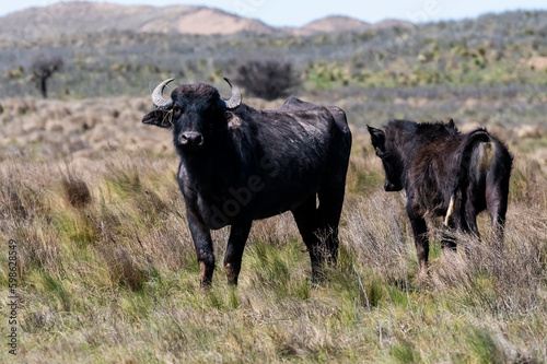 Fototapeta Naklejka Na Ścianę i Meble -  Water buffalo, Bubalus bubalis, species introduced in Argentina, La Pampa province, Patagonia.