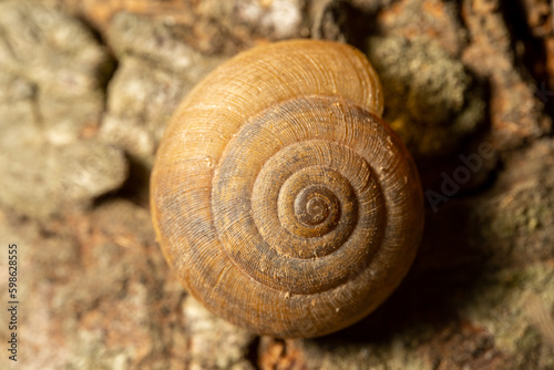 snail on a wooden background