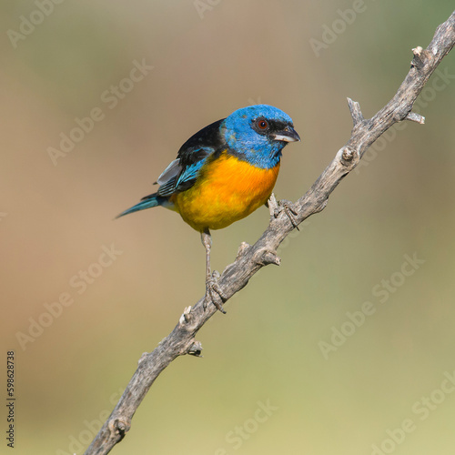 Blue and Yellow Tanager, Thraupis bonariensis, Calden Forest, La Pampa, Argentina