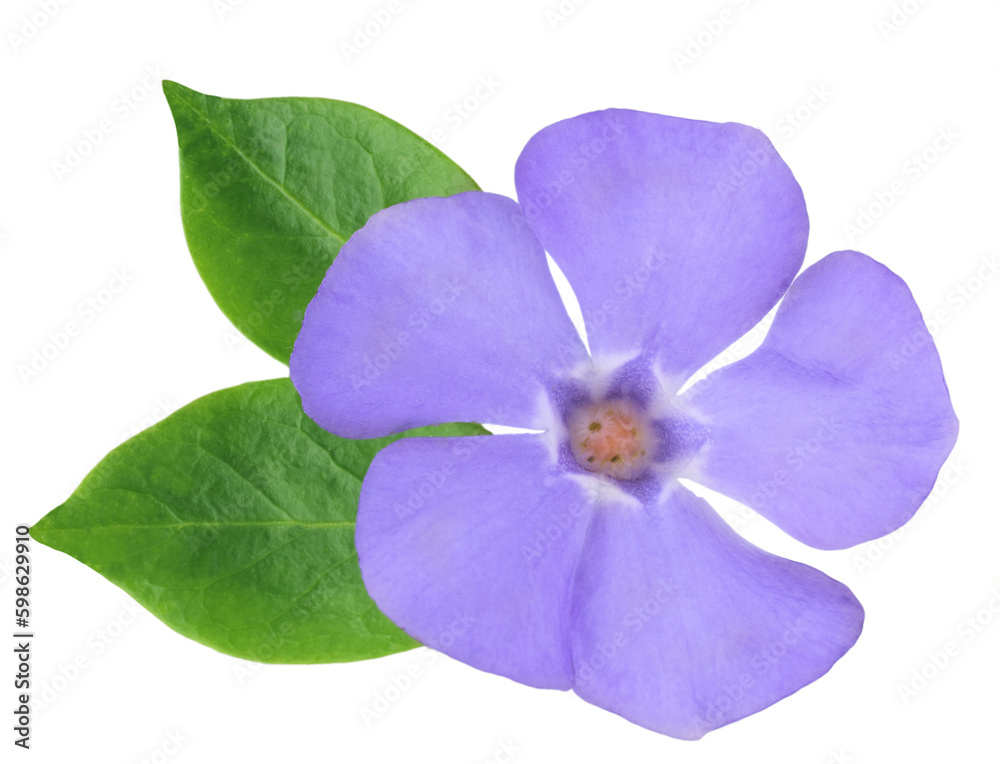 Periwinkle flowers isolated on white background Stock Photo | Adobe Stock