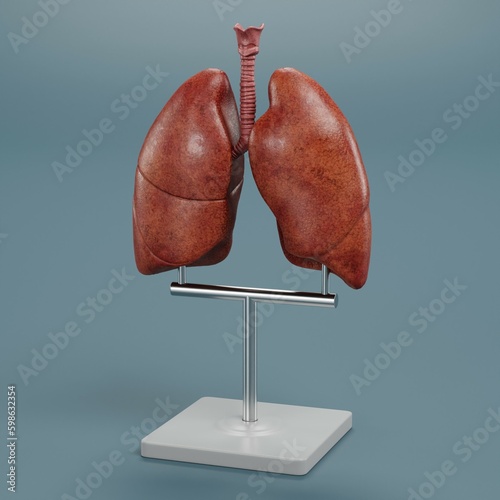 Realistic 3D Render of Lungs Model photo