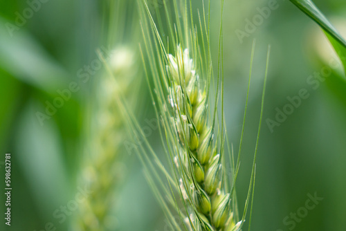 wheat on the farm